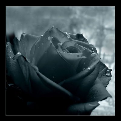 Black roses
